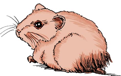 hasmter|Disorders and Diseases of Hamsters